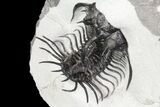 Alien Looking Spiny Quadrops Trilobite - #86529-8